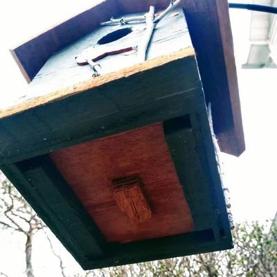 Cardinal pintado a mano y árboles de abedul Madera de madera Casa de pájaros para conservacionistas de aves