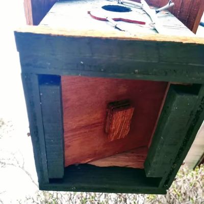 Cardinal pintado a mano y árboles de abedul Madera de madera Casa de pájaros para conservacionistas de aves