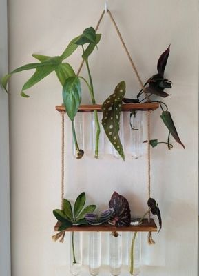 202407 Estación de multiplicación de plantas para plantas de cultivo en jarrón de hidroponía OEM Estación de arranque