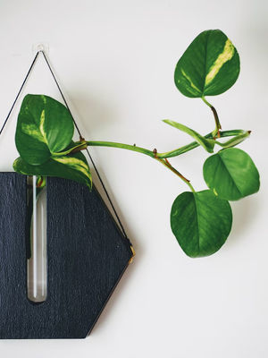 Estación de propagación Moderna mini caja de madera plantación de pared para el porche y la decoración de la pared macetas