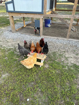 Comedor de mascotas Mini mesa de picnic Comedor de pollo para animales pequeños NO Display LCD
