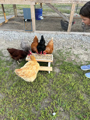 Comedor de mascotas Mini mesa de picnic Comedor de pollo para animales pequeños NO Display LCD