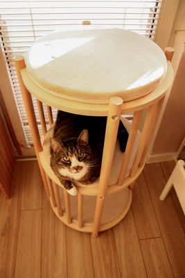 Función Ahorrar espacio Nido de gatito de madera sólida de 2 niveles Muebles para gatos Árbol Casa de gatos Cama de cueva