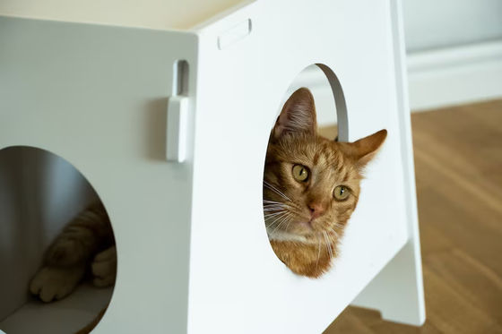 Equipo doméstico de taburete de madera Cajera de mascotas de interior moderna Casa para perros y gatos Sala de estar