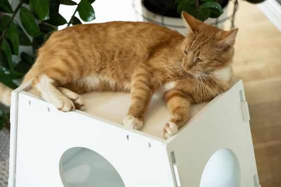 Equipo doméstico de taburete de madera Cajera de mascotas de interior moderna Casa para perros y gatos Sala de estar