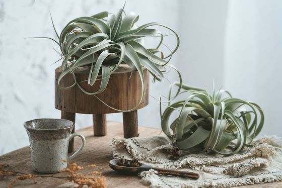 Impresión en serigrafía Rustica de borde vivo Estand de madera recuperada para decoración interior