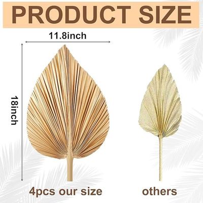 Logotipo de Vitalucks Ecológico Compostable a mano 4 Pcs Oro natural de gran tamaño Hojas de palma secas